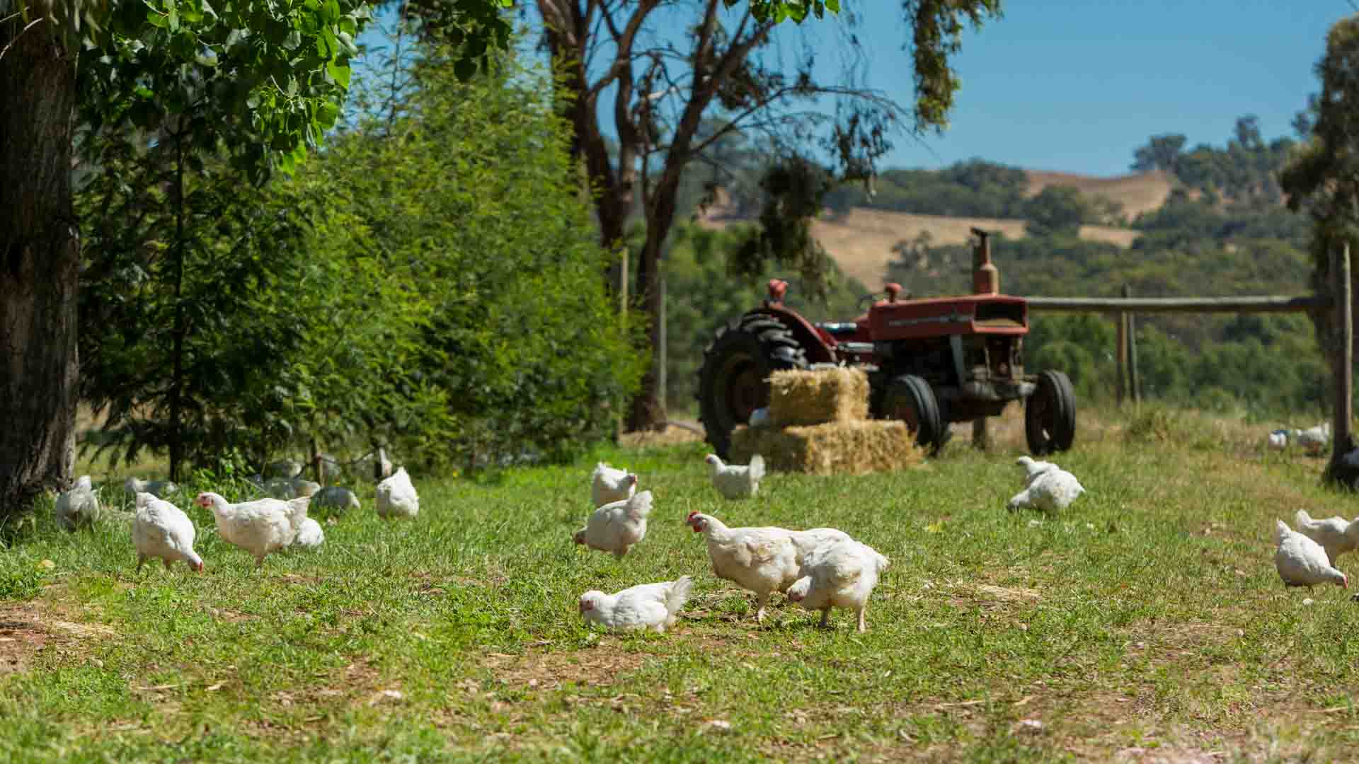 antibiotic free chicken