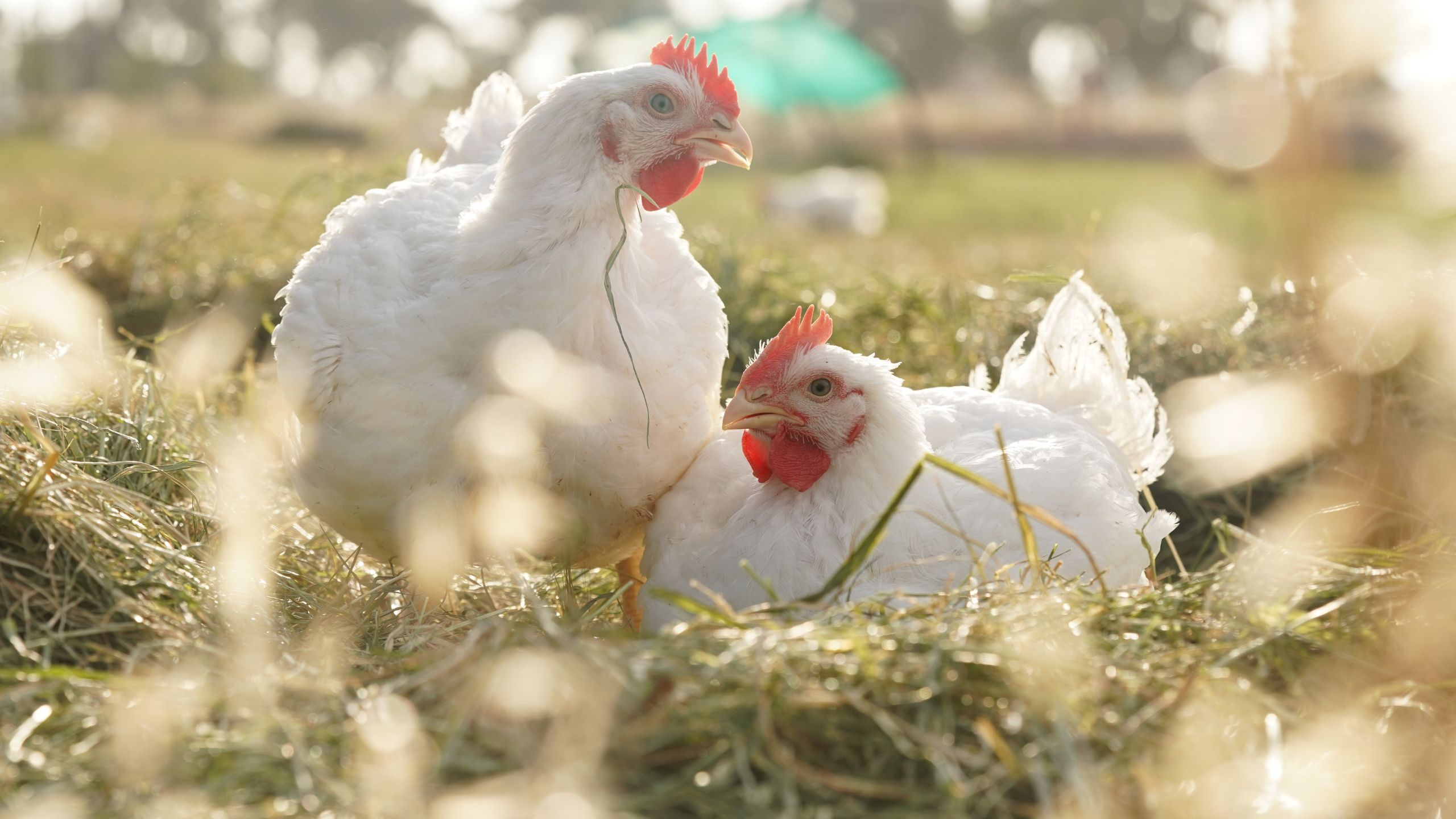 antibiotic free chicken