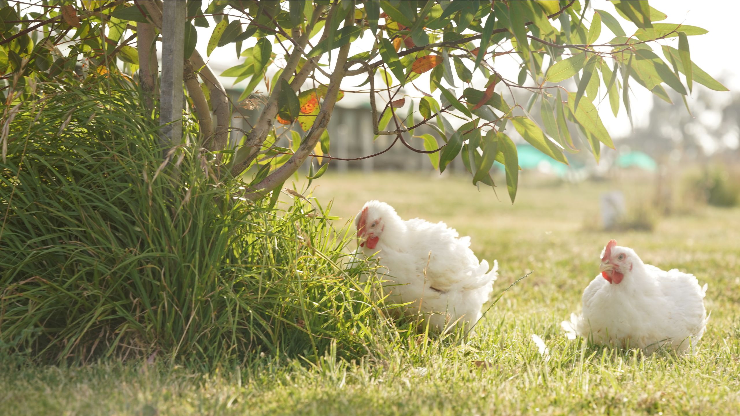 antibiotic free chicken